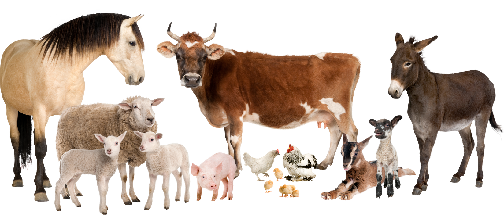 Group of Farm Animals : Cow, Sheep, Horse, Donkey, Chicken, Lamb