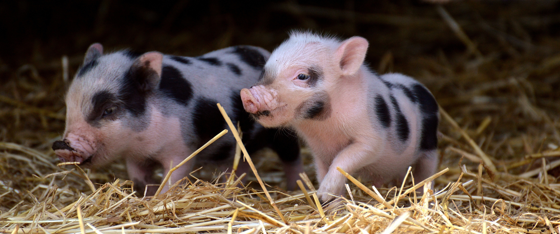 Piglets in the Farm
