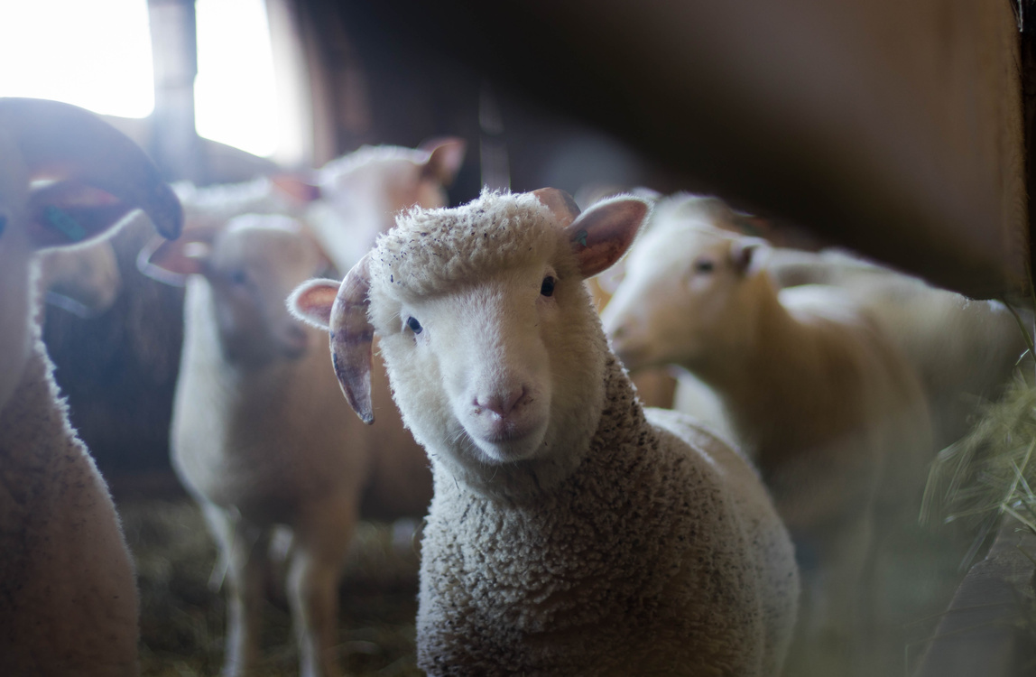 Cute Sheeps In Farm Pen