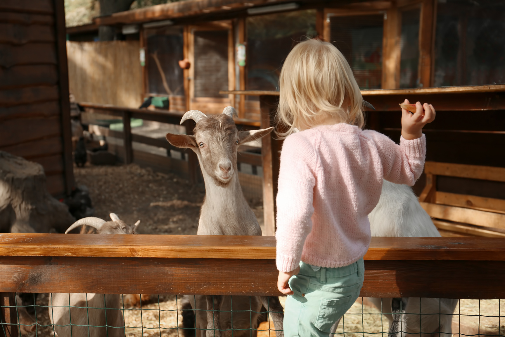 Cute Little Girl Feeding Goat in Petting Zoo